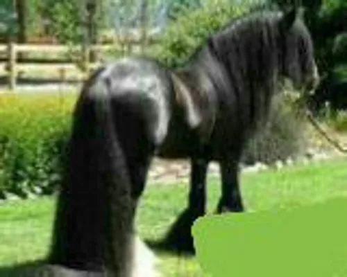 بزرگترین و زیبا ترین اسب جهان که در مسکو قرار دارد.کسانی 