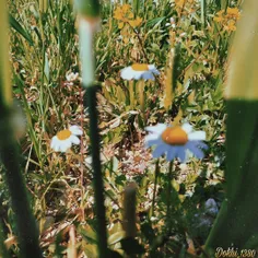 - زندگی رقص نور است در تاریکی🌼💛✨ 