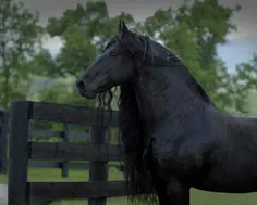 #The_Beautiful_Black_Horse