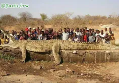 عکس عجیب و حیرت آور از یک تمساح غول پیکر و غیر طبیعی در آ