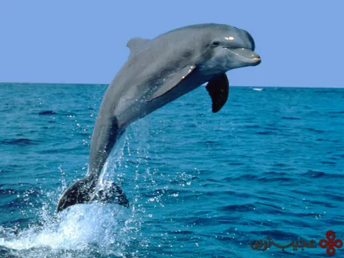 کشتیها دلفین هایی که با آنها مسابقه سرعت میدهند را نا امی