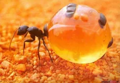 مورچه عسلی (honeypot ant)