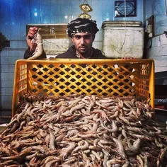 Fresh shrimps for sale in #Abadan Fish Market. #Khuzestan