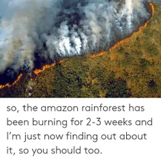 آمازون ریه‌های زمین درحال سوختن، جنگلی که سالانه بیش از ۱
