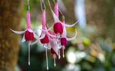 گوشواره یا فوشیا (نام علمی: Fuchsia) از گیاهان گل‌دار است