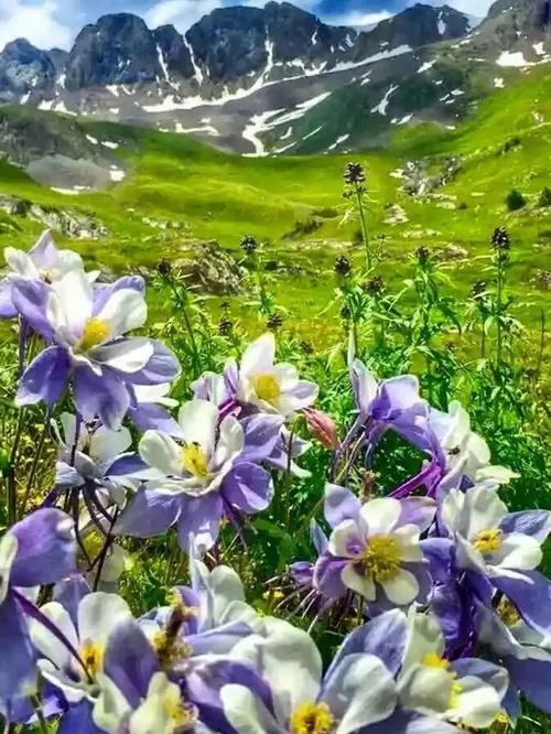 طبیعت زیبا تصویر پس زمینه ، گل زیبا ،