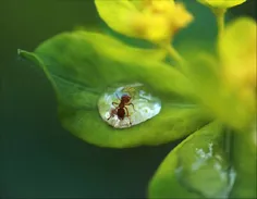 برای یه مورچه یه قطره هم یه قطره هست...