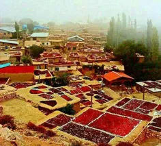 ‏روستای «هیر» در الموت؛ قطب ذغال اخته کشور