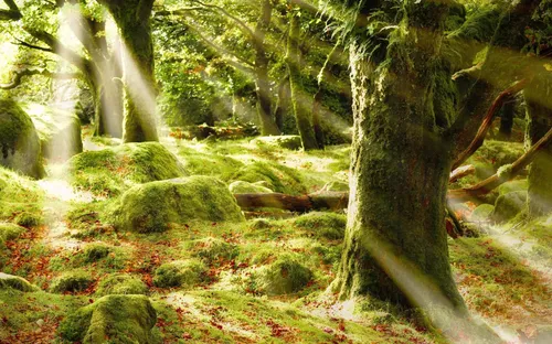 طبیعت جنگل نور کپی با ذکر صلوات جهت سلامتی و تعجیل در ظهو