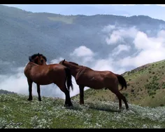 مراتع جواهر دشت.گیلان