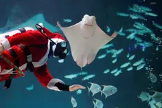 تصویری جالب از لبخند سفره ماهی و بابا نوئل در آکواریوم شه
