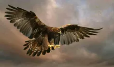 در پرواز عقاب