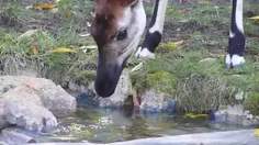 اوکاپی Okapi معروف به زرافه جنگلی، زرافه کنگو و زرافه گور