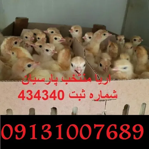 فروش جوجه بوقلمون بیوتی 6 فوق سنگین 09131007689