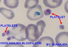 ***در مورد پلاکت و انعقاد خون چه میدانید؟***
