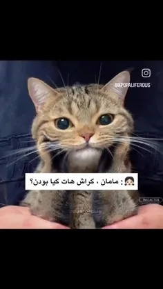 تازه اینا یه تعدادیشونن😂😊