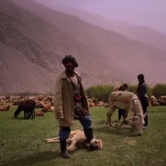 A shepherd keeps one of two sheep-dogs restrained (more g