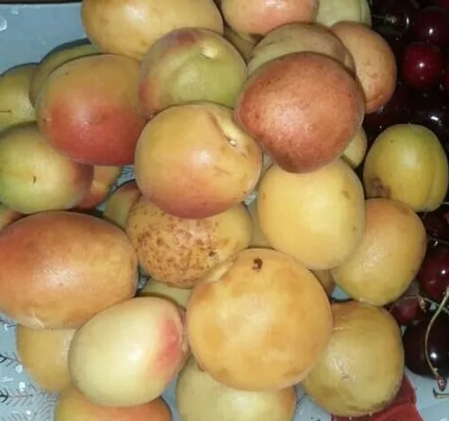 به وقت میوه ...🍒🍑