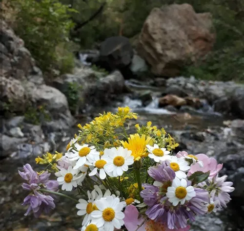 گرت دستی دهد با خویش