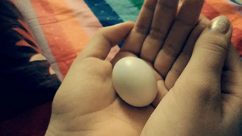سلام دوستان من یه تخم کبوتر پیدا کردم که مادرش رفته بوده 
