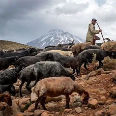 A shepherd grazes his flock of sheep. The summit of Mount