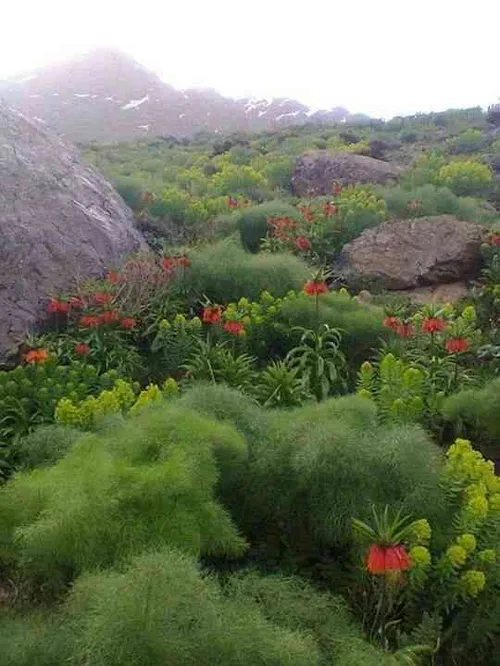 طبیعت کوردستان