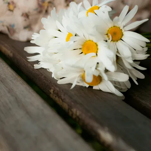گل بهار نزدیک است طبیعت نشاط غنچه ویسگون