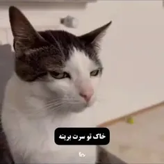 قدرت تکلمم تو دعوا😂🤌