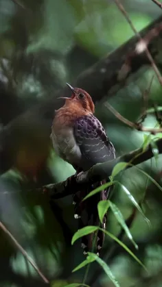 فاخته پاوونین (Pavonine cuckoo) یک فاخته آمریکای جنوبی با