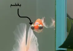 ‏_بغض کردی؟