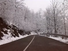 جنگل داليخاني رامسر