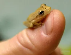 این کوچولوی ناز کوچکترین مهره داره جهانه
