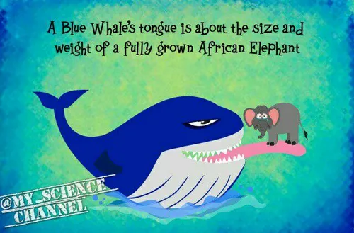 روی زبان یک وال آبی یک فیل جا میگیرد...حتی در بعضی گفته ه