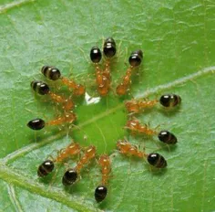 ‏12 مورچه یه قطره آبو باهم تقسیم میکنن..
