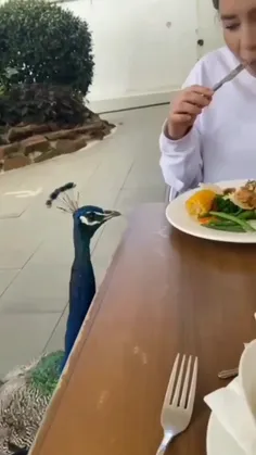 از شخصیت طاووس بعید بود