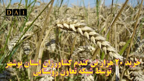 خرید ۲۰ هزار تن گندم کشاورزان استان بوشهر توسط شبکه تعاون