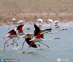 پرنده های مهاجر بوشهر