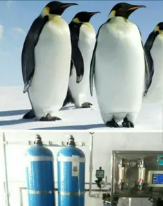 پنگوئن ها در بدنشان سیستمی دارند که میتونه از آب مقداری ا