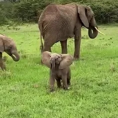 🐘بچه فیل زیبا🤩🦣