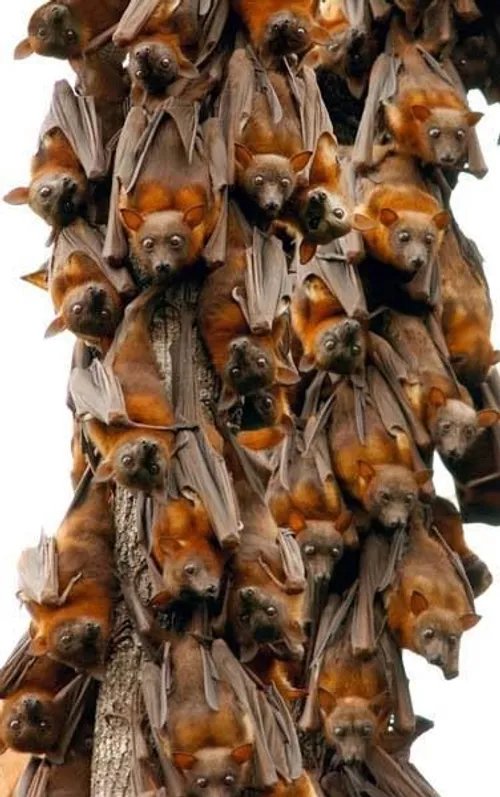 جمعی از خفاش ها