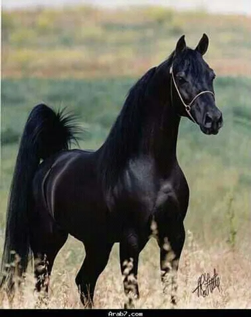 اسب زیبای من