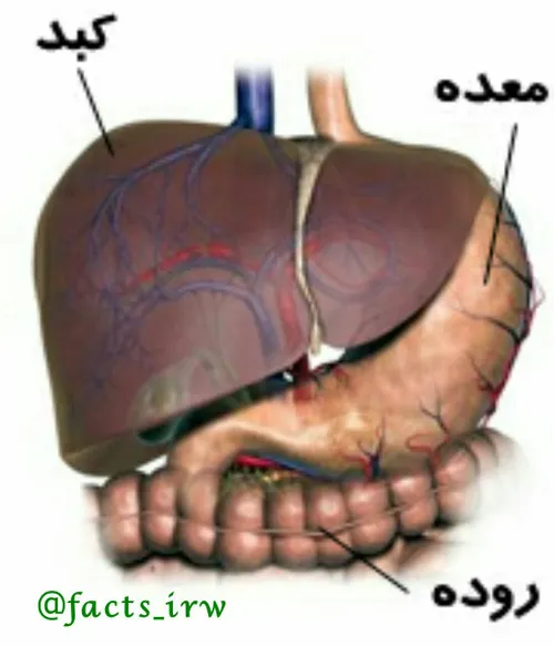 کبد یا جگر تنها عضو داخلی بدن است که اگر با عمل جراحی قسم