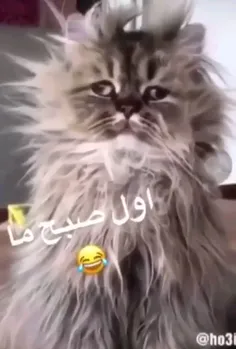 مس کهنهههههه