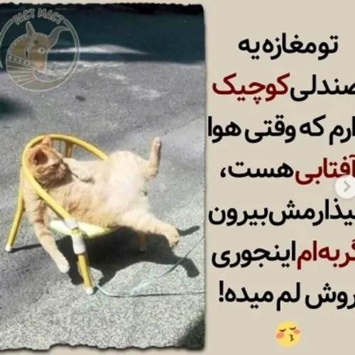 گربه🥺🐱