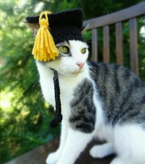 کلاه های بافتنی زیبا و خلاقانه برای گربه ها / Meredith La