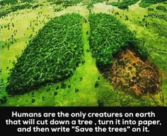 انسانها تنها موجوداتی در زمین هستن که درخت رو قطع میکنن، 