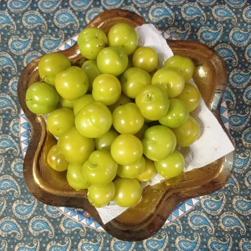 آلوهای صد درصد ارگانیک حیاط کوچک ما در روستایی در لاهیجان