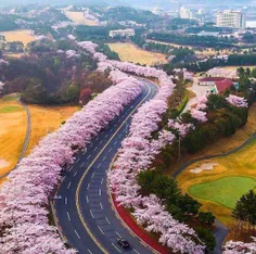 جاده ای زیبا در کره جنوبی.