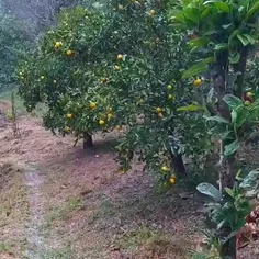 باران پاییزی رامسر🍁‌⛈️⁩💞