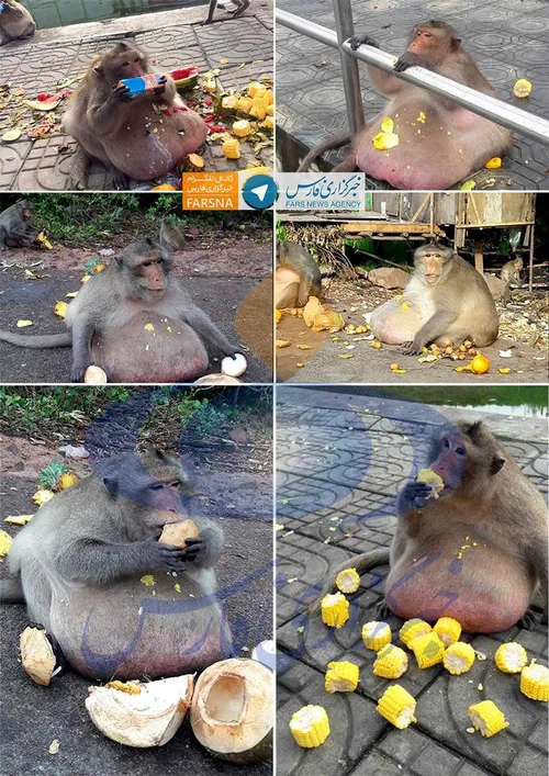 چاق ترین میمون جهان در حیات وحش بانکوک تایلند به کمپ لاغر